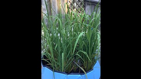 Carolina Gold Rice in a Baby Pool!