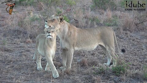 Daughters Of The Mapogo Lions - Rebuilding The Othawa Pride - 129: Interactions With Elephants