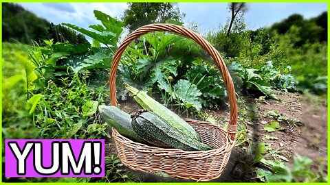 My best Zucchini harvest ever! (How to know when to pick)