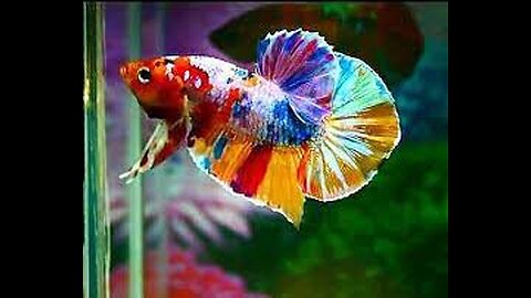 Bettas Candy Lolipop Top Grade