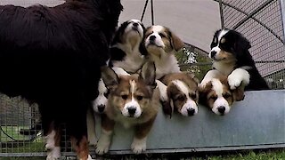 Mother dog watches as her puppies wake up for playtime