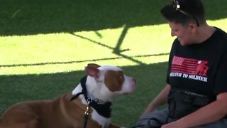 San Diego nonprofit connects veterans battling mental health issues with shelter animals