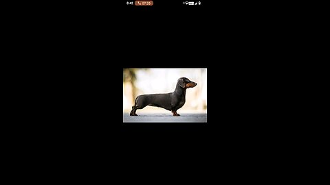 Dachshund dog masti