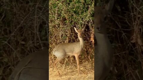 The Cutest African Antelope!🤔#shorts #safari #travelling