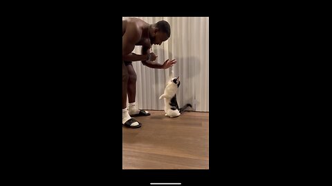 Guy Trained his cat to do tricks!