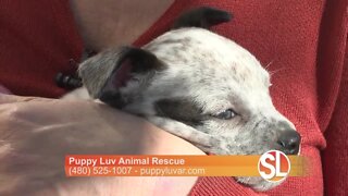 Puppy Luv discusses the need for fur baby foster parents