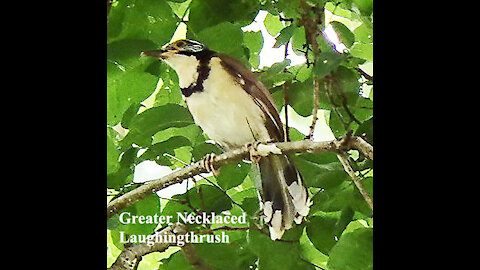 Greater Necklaced Laughingthrush bird video