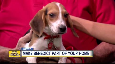 Jan. 6 Rescues in Action: Benedict needs forever home