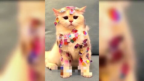 cat 🐱 Funny Video