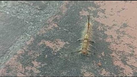 This terrifyingly-looking caterpillar has horns