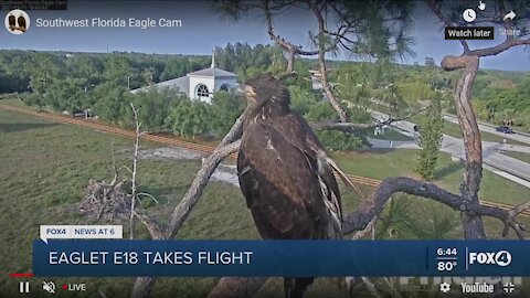 Eaglet takes flight