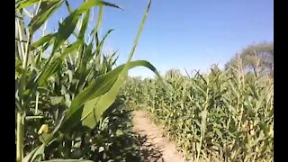 Local farm is hoping corn maze will provide socially-distance fun during fall