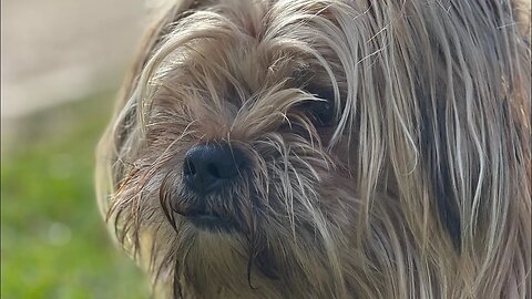 A cute little Shih-Tzu puppy Joaninhas