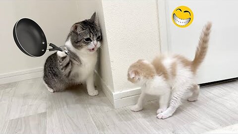 Funniest Animals 2023 😂New Funny Cats and Dogs videos😺🐶