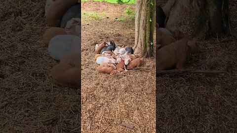 A Pile of 21 Snoozing Piglets @UncleTimsFarm #kärnəvór #carnivore #shorts #hereford #freerangepigs