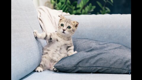 Little Kitten Playing His Favorite Toy Mouse In The Sofa