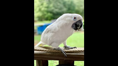 Cockatoo runs hawk off from tree.