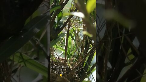 Munia building nest #nestbuilding