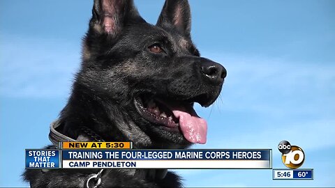 Training the four-legged Marine Corps heroes