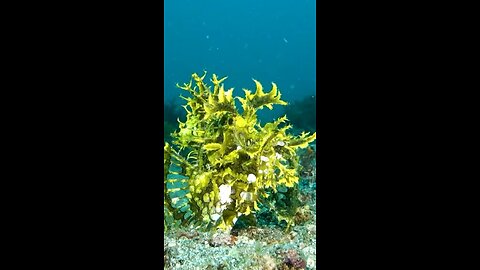 Weedy scorpion fish