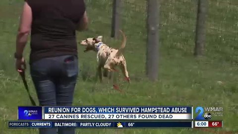 Reunion for dogs, which survived Hampstead abuse