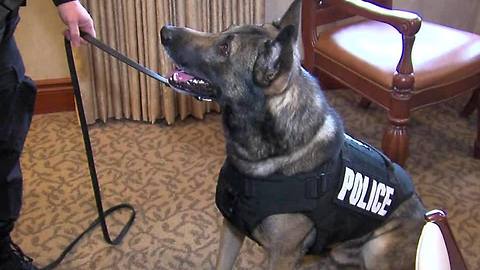 K9 cops get new protective gear