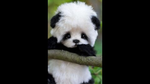 Must Watch!! Cute Panda!