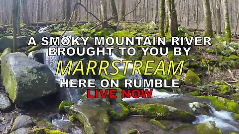 Relaxing Stream in the Great Smoky Mountains