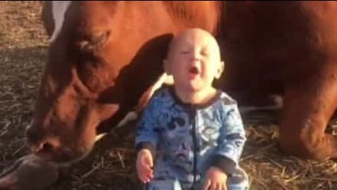 Bebé cria amizade com um vaca