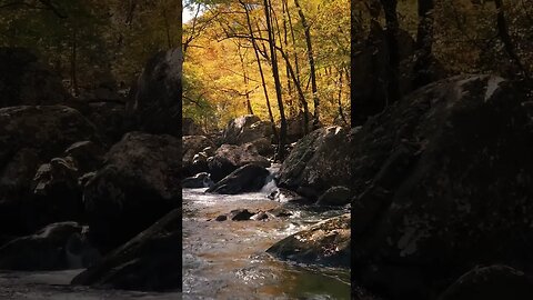 A Rocky River in the Forest