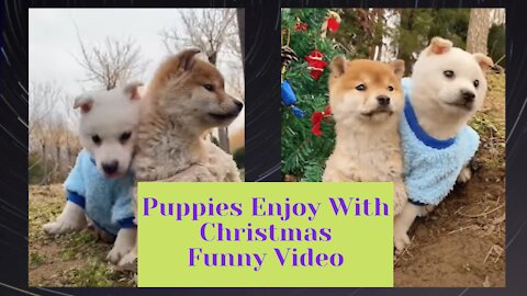 Funny Puppy- Celebrating Christmas