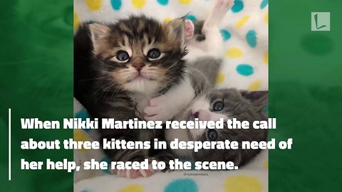 Foster Mom Pours Heart into Saving Kittens, Chokes Up as She Hands Them to New Family