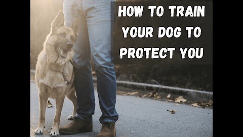 Guard Dog Training Step by Step!