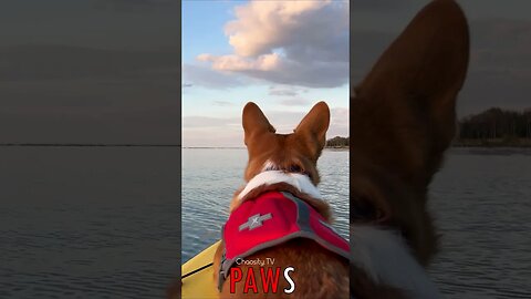 🐶 #PAWS - Adventures Ahoy! Corgi Sets Sail in Kayak on Calm Lake 🐾