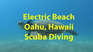 Scuba Diving at Electric Beach, Oahu, Hawaii