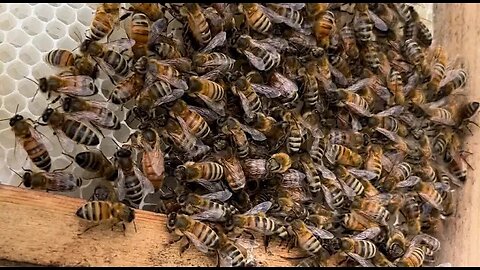 checking the bee hives