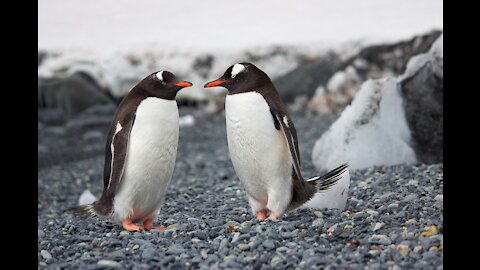 A beautiful penguin is out on the sea