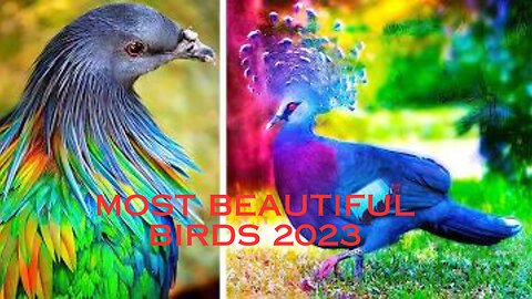 The MOST BEAUTIFUL BIRDS In The World