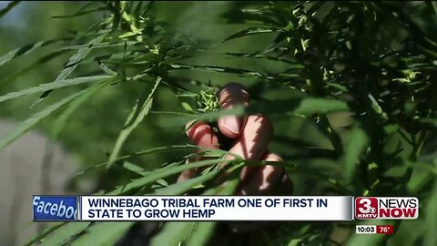 Winnebago farm one of the 1st to grow hemp in state