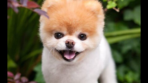 TOP 10 CUTEST DOG BREEDS