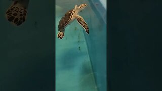 Green sea turtle recovery at the aquarium