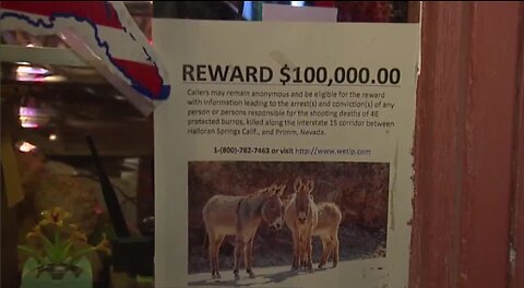 WILD BURRO SERIAL KILLINGS: Investigators see common theme, seek tips to find killer