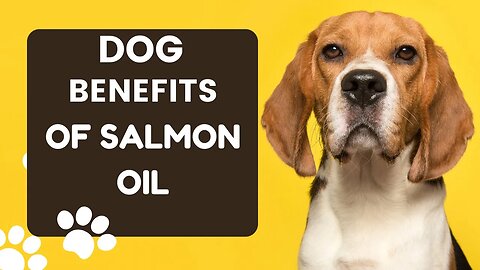 Watch This: Why Salmon Oil for Dogs & Cats is the Best. Best Tech HD