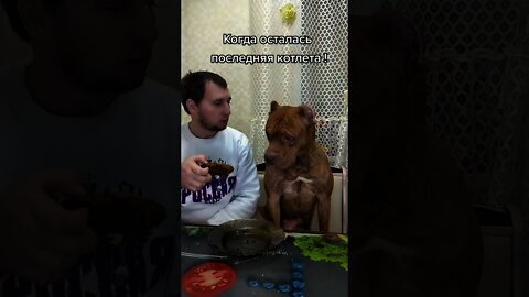 #shorts Смешные Собаки Из Тик Тока 175 Funny Dogs From Tiktok