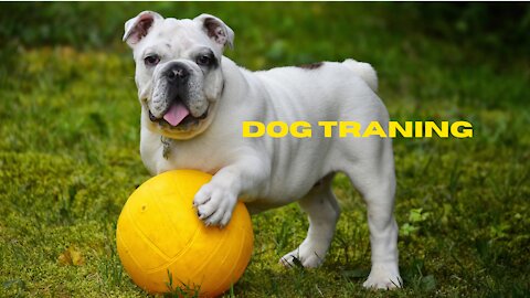 how To train your dog or puppy ti sit and stay