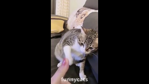 Funny Animal Videos