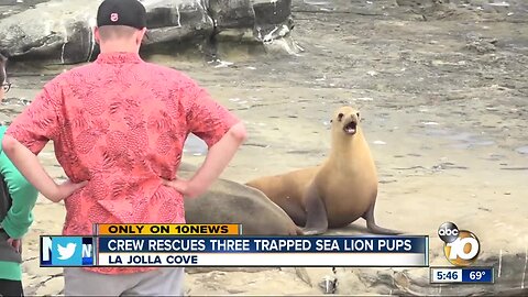 Crew rescues three trapped sea lion pups in La Jolla