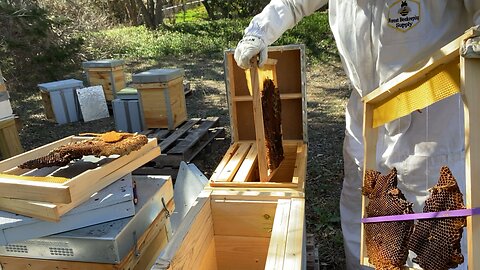 Last brood box to prep for pollen flow and move.