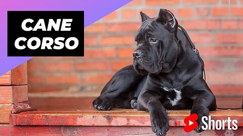 Cane Corso 🐶 One Of The Biggest Dog Breeds In The World #shorts