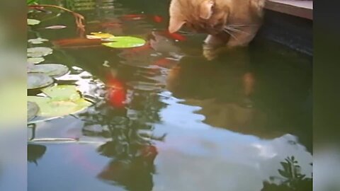 Kitty Gets Curious About Fish